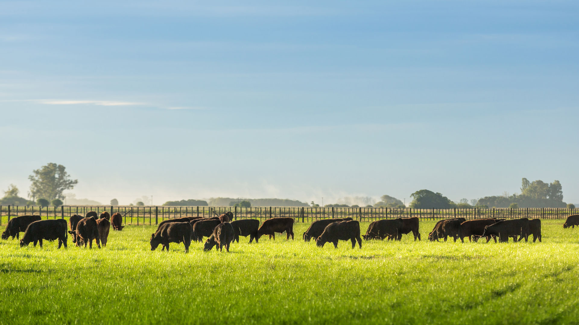 Thương hiệu thịt bò lừng danh Argentina Azul Natural Beef lựa chọn Food Source International Vietnam là nhà phân phối chính thức