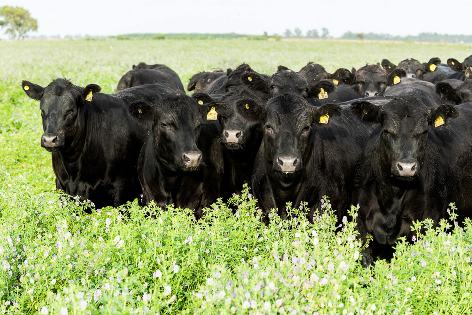 Tham dự sự kiện đặc biệt cùng Azul Natural Beef