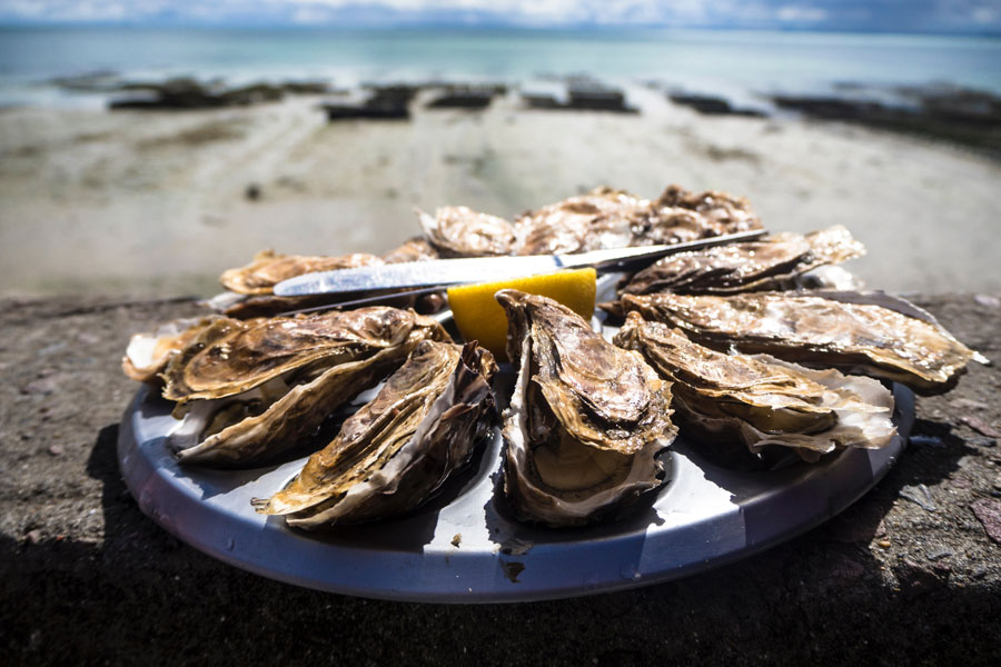 Oyster Image