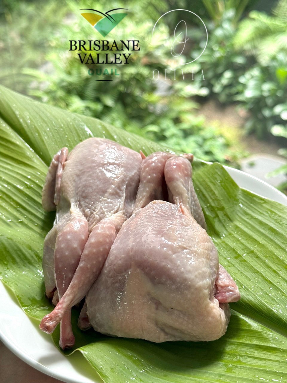 W4 Quail