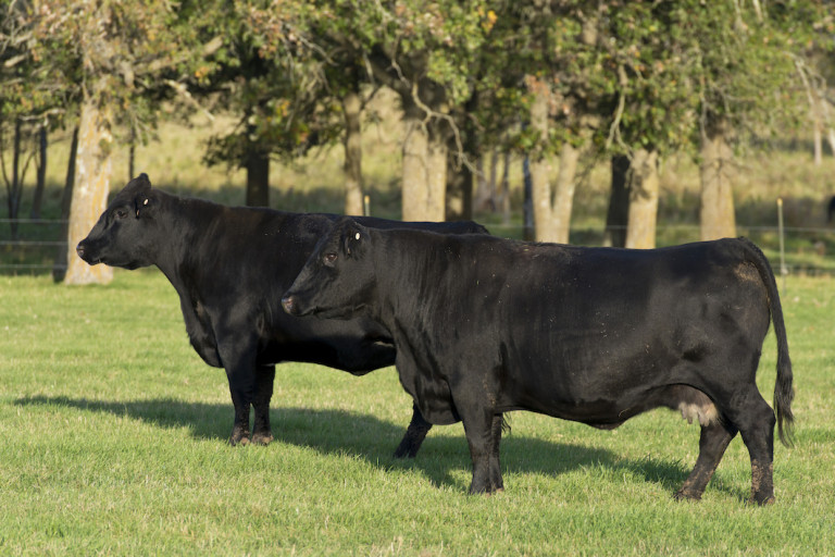 Bachelor Cattle