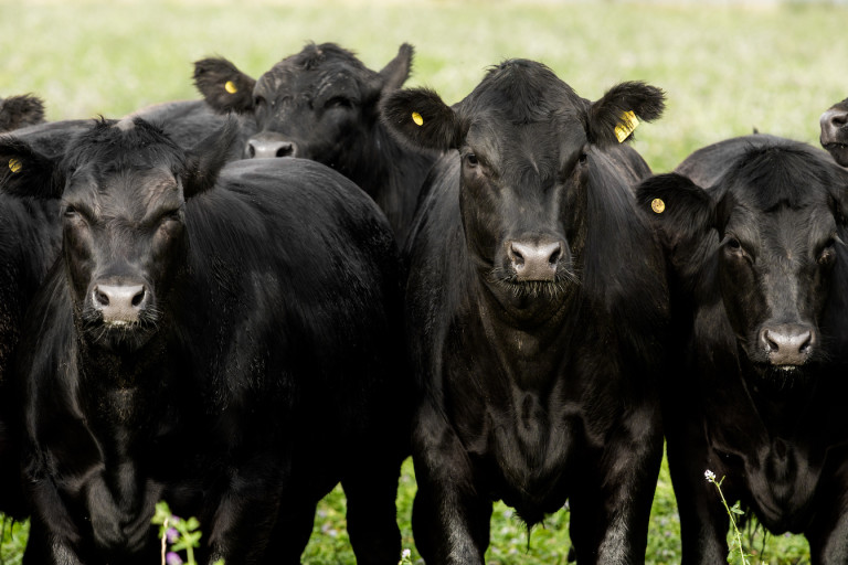 Farm 5d4 2826 (anb)